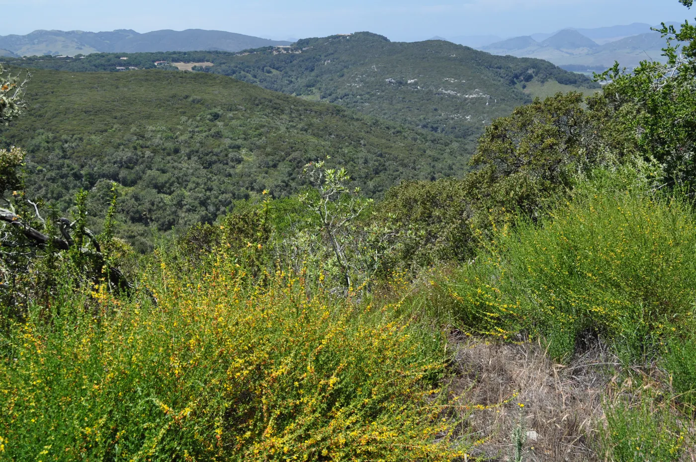 Garden field trip to Indian Knob, San Luis Obispo county