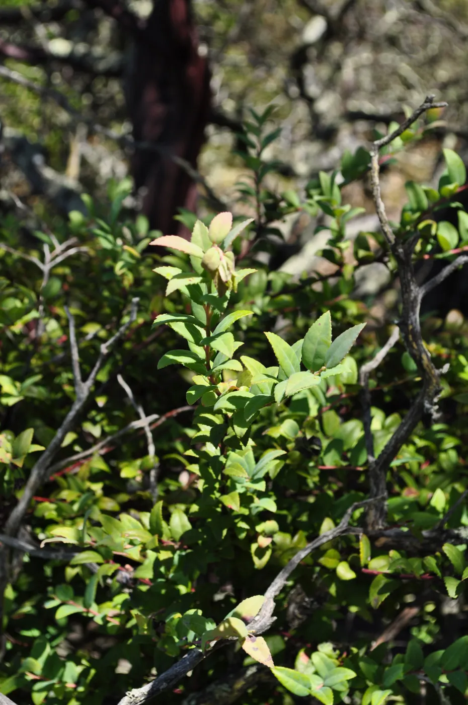 Garden field trip to Indian Knob, San Luis Obispo county