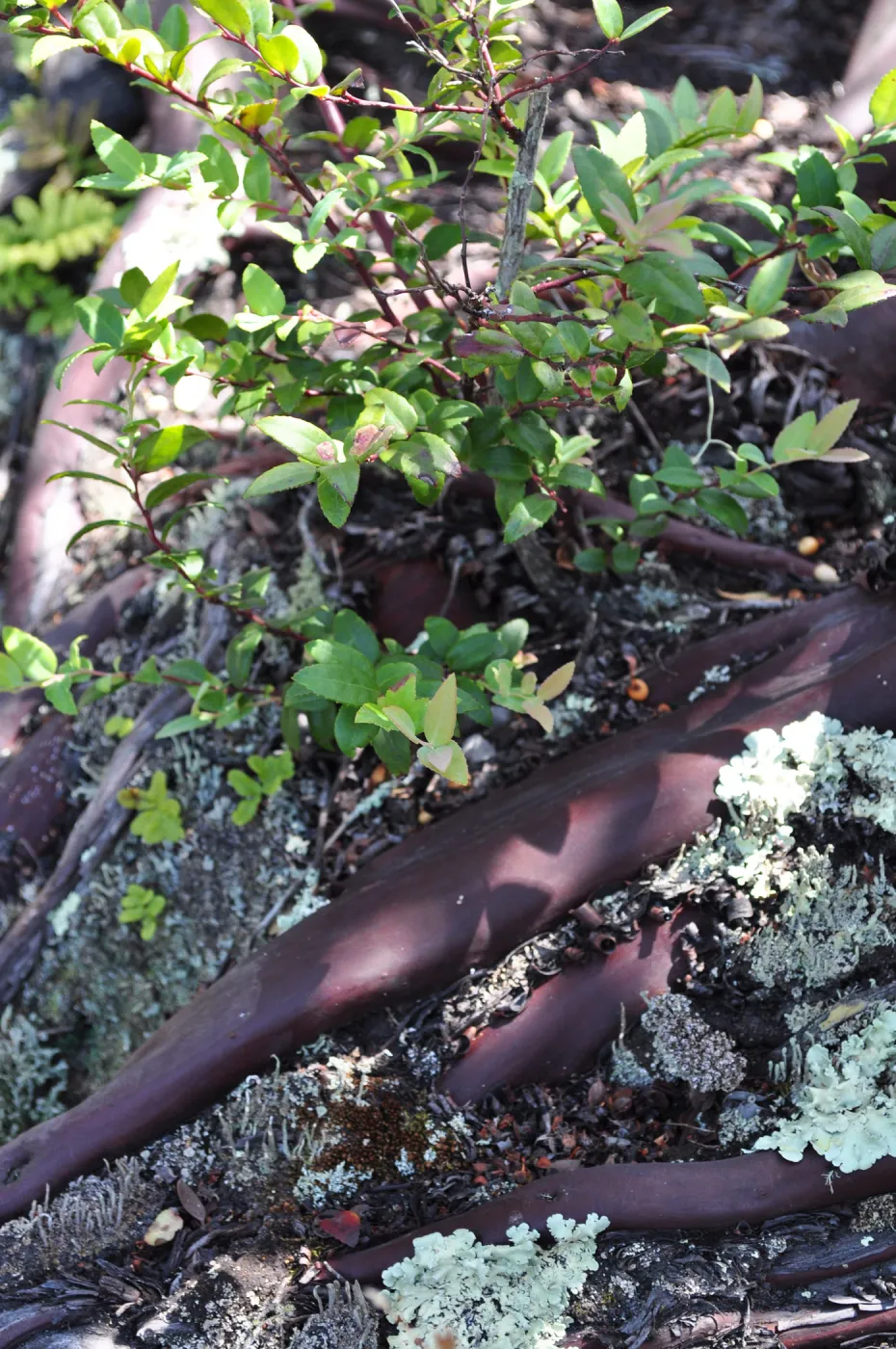 Garden field trip to Indian Knob, San Luis Obispo county
