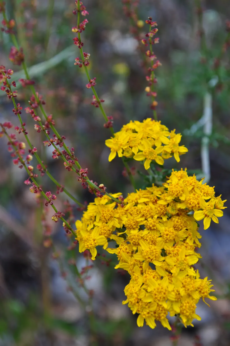 Garden field trip to Indian Knob, San Luis Obispo county