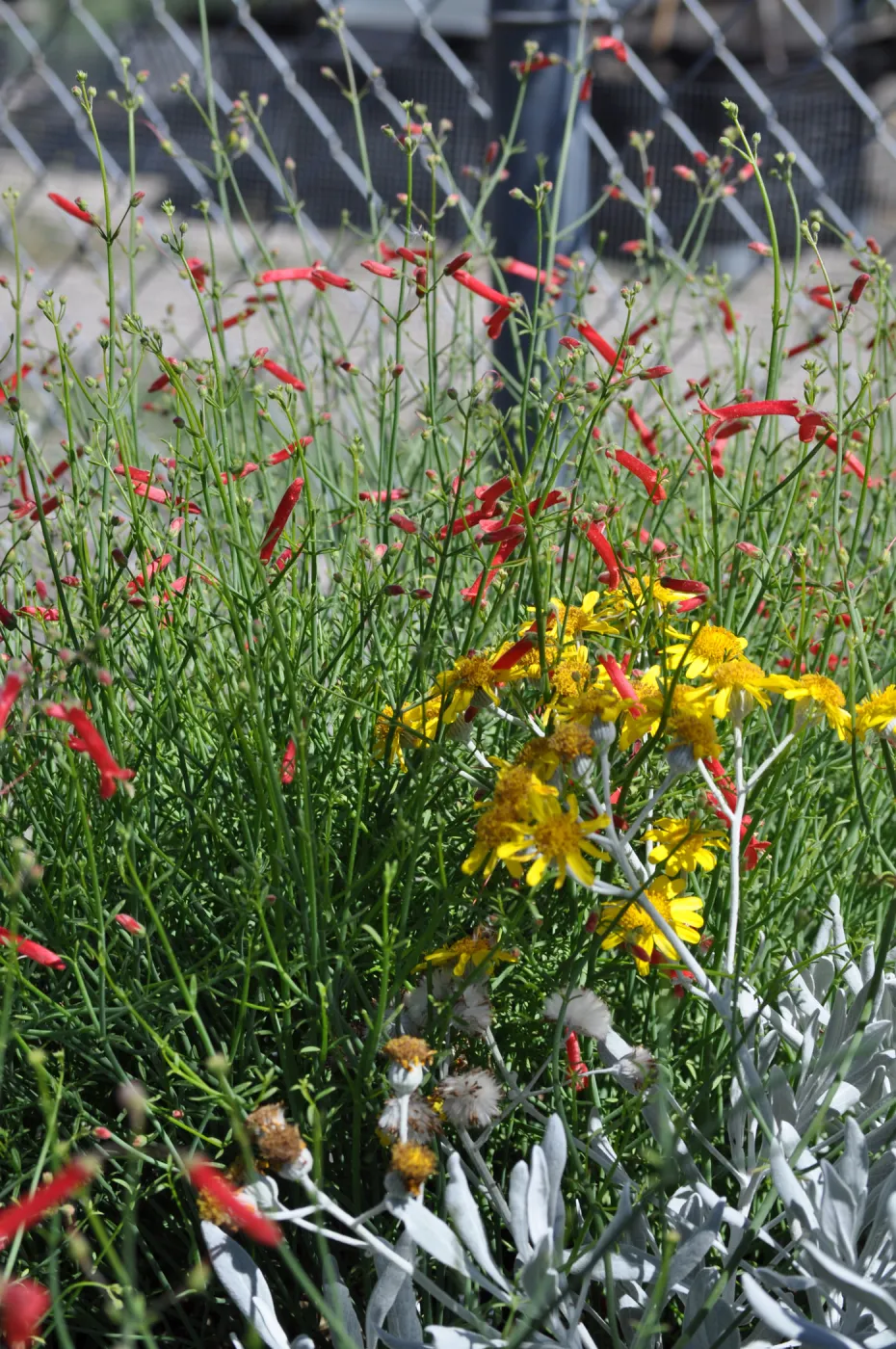 Galvezia 'Gran Canon'