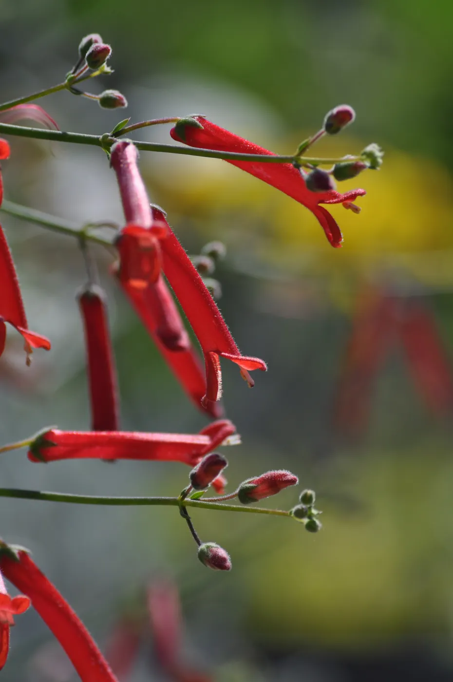 Galvezia 'Gran Canon'