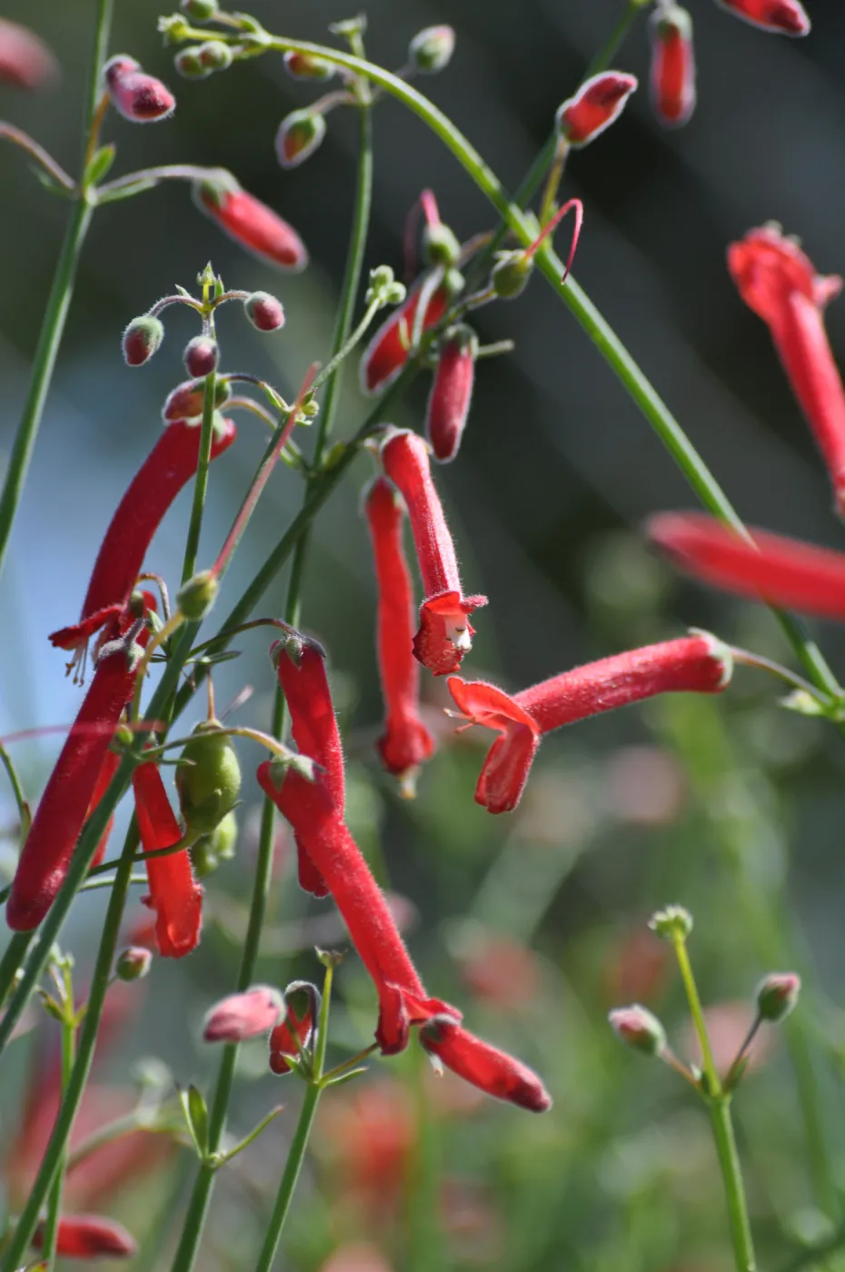 Galvezia 'Gran Canon'