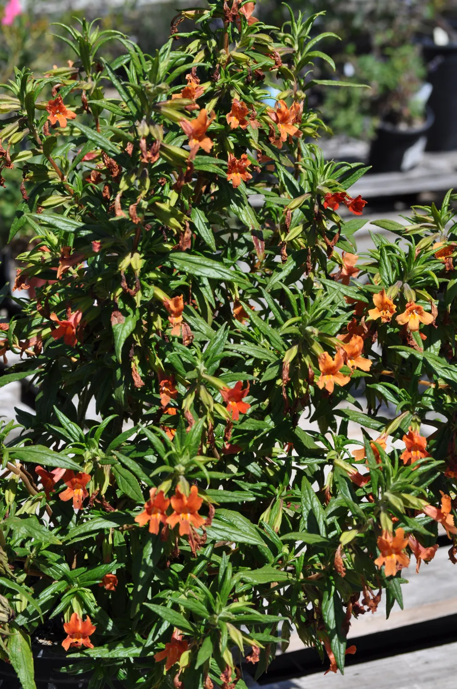 Mimulus aurantiacus, Chatsworth selections