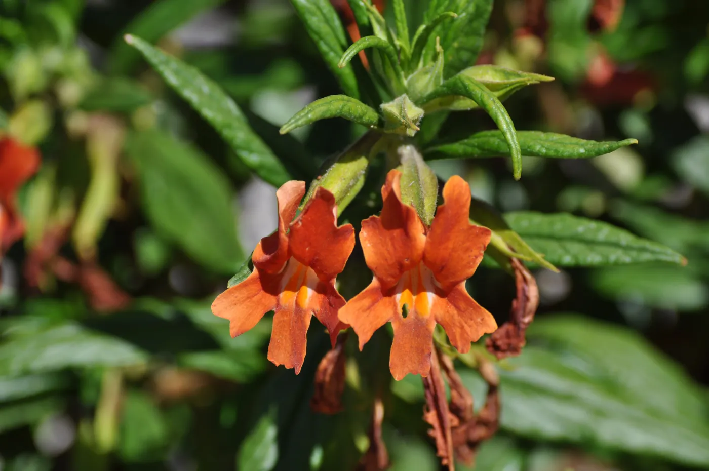 Mimulus aurantiacus, Chatsworth selections
