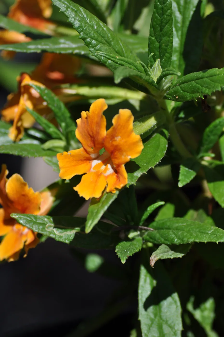 Mimulus aurantiacus, Chatsworth selections