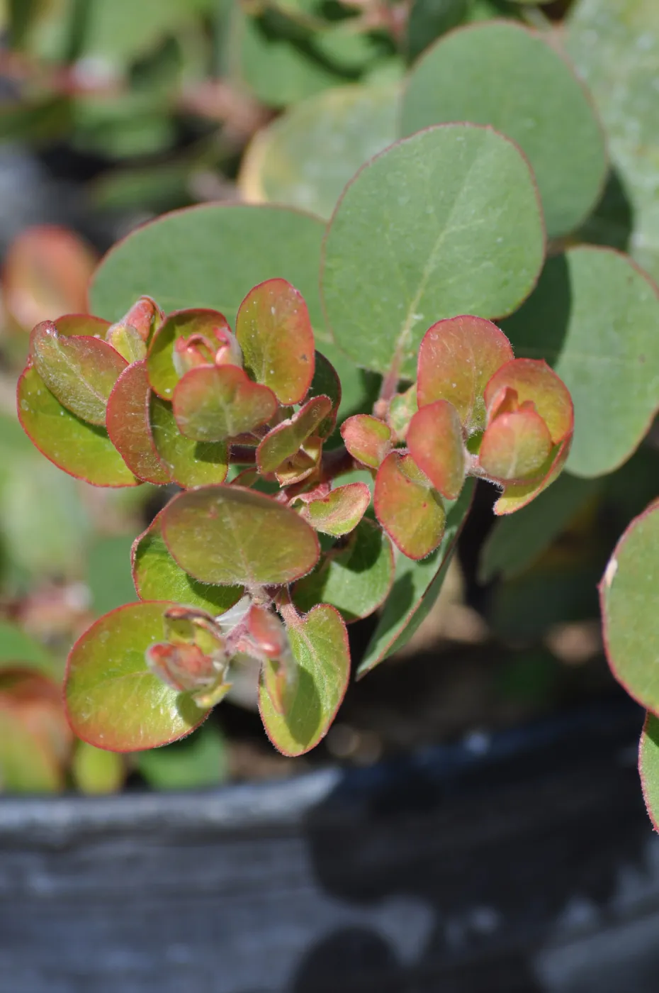 Arctostaphylos 'Canyon Blush'