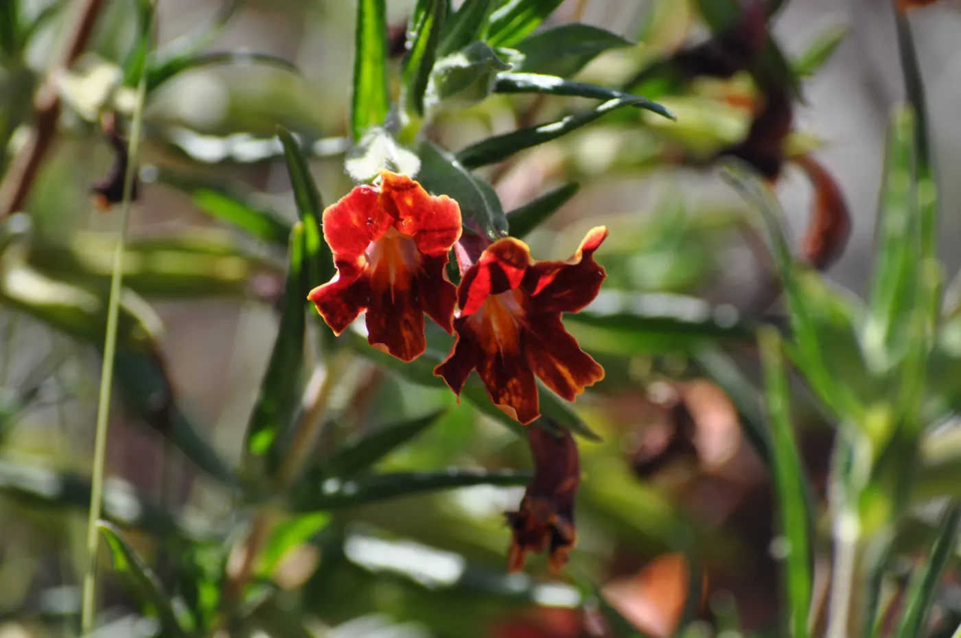 Mimulus aurantiacus, Chatsworth selections