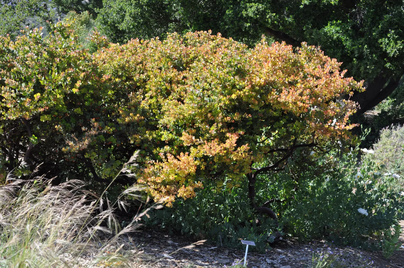 Arctostaphylos 'Canyon Blush'