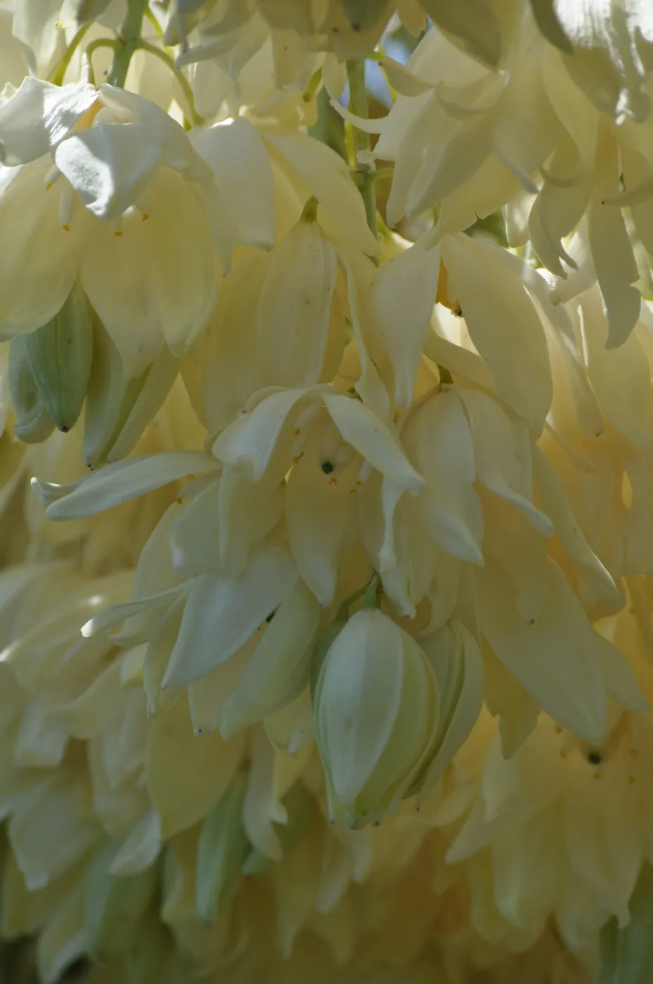 Yucca whipplei, Porter Trail