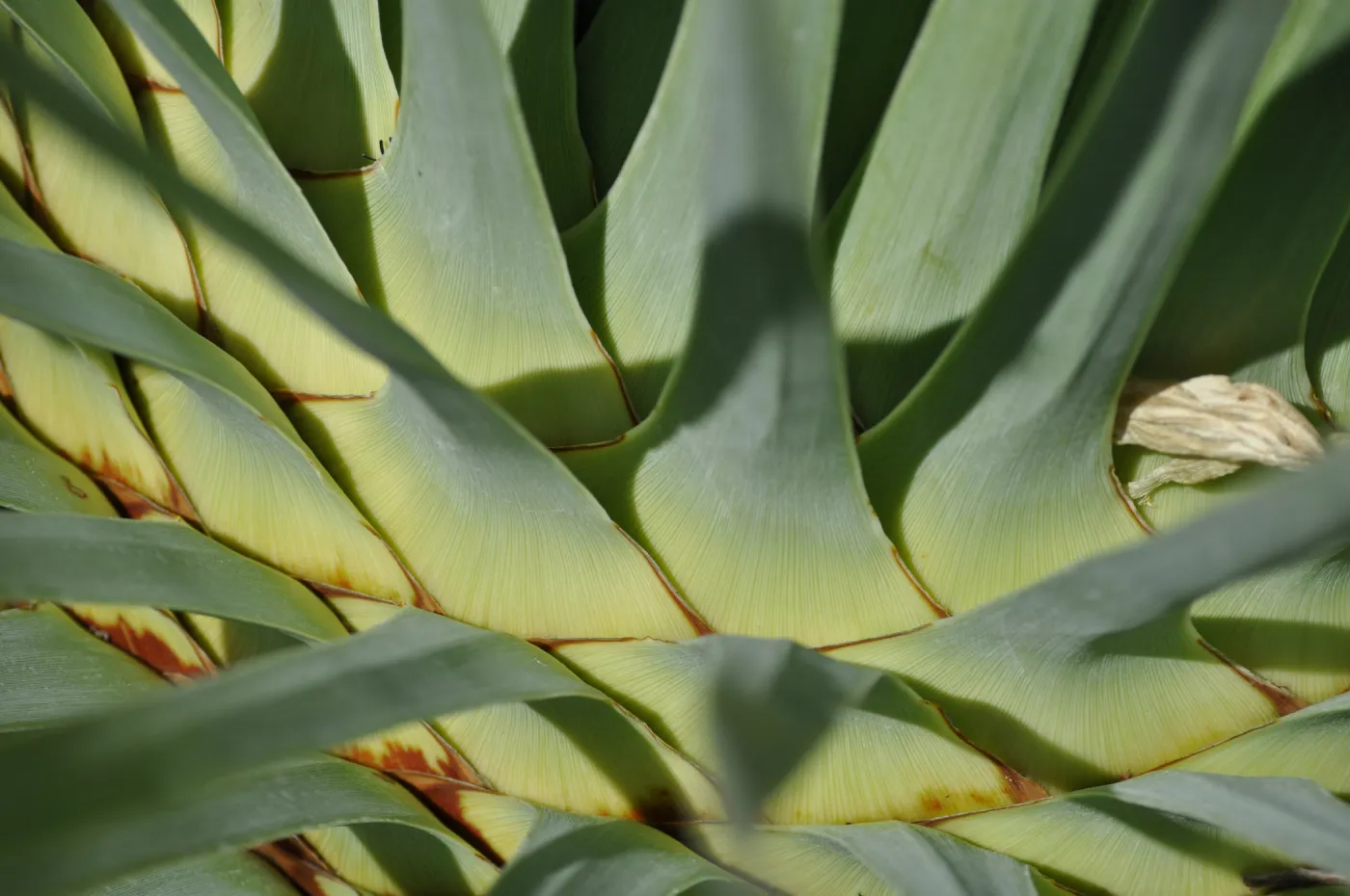 Yucca whipplei, Porter Trail