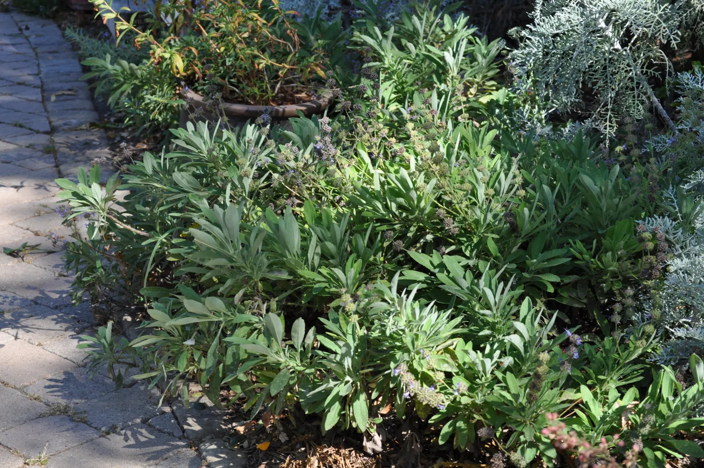 Salvia 'Dara's Choice'