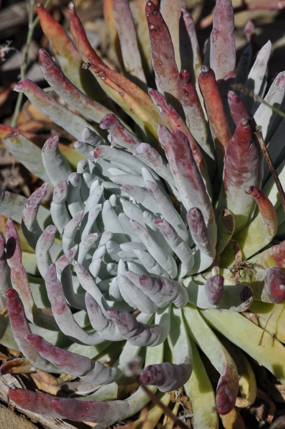 Dudleya 'Frank Reinalt'
