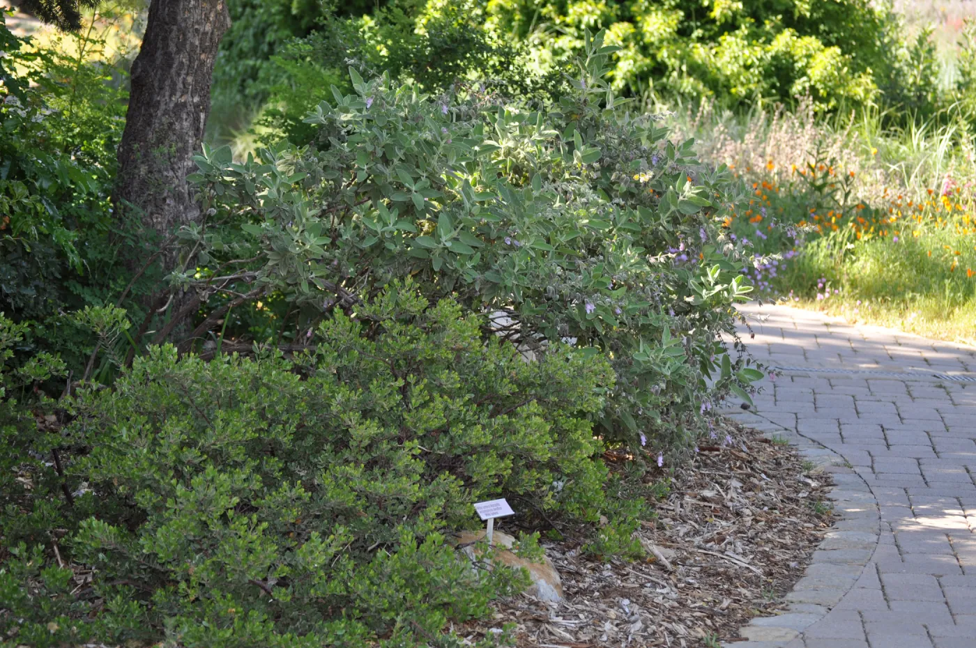 Arctostaphyls 'White Lanterns', Lepechinia 'El Tigre'