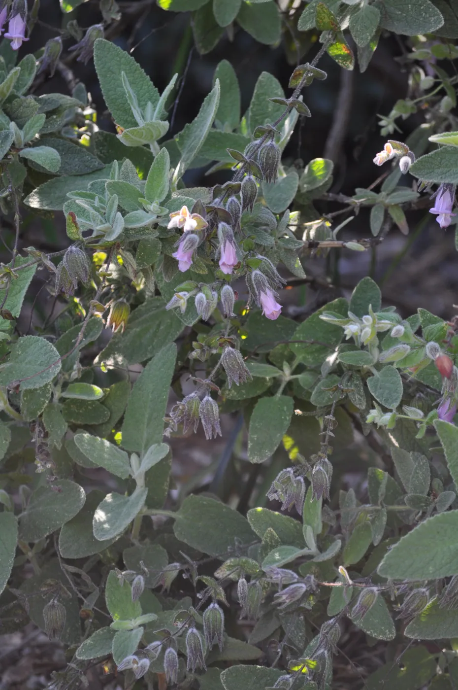Lepechinia 'El Tigre'