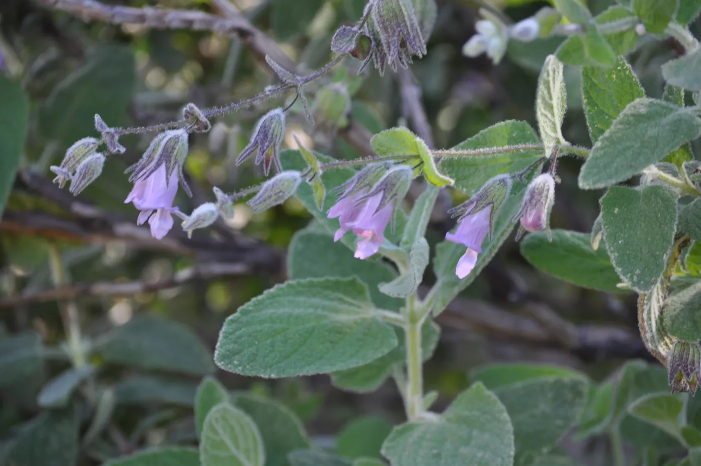 Lepechinia 'El Tigre'