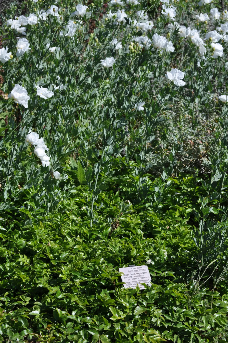 Berberis 'Mission Canyon'