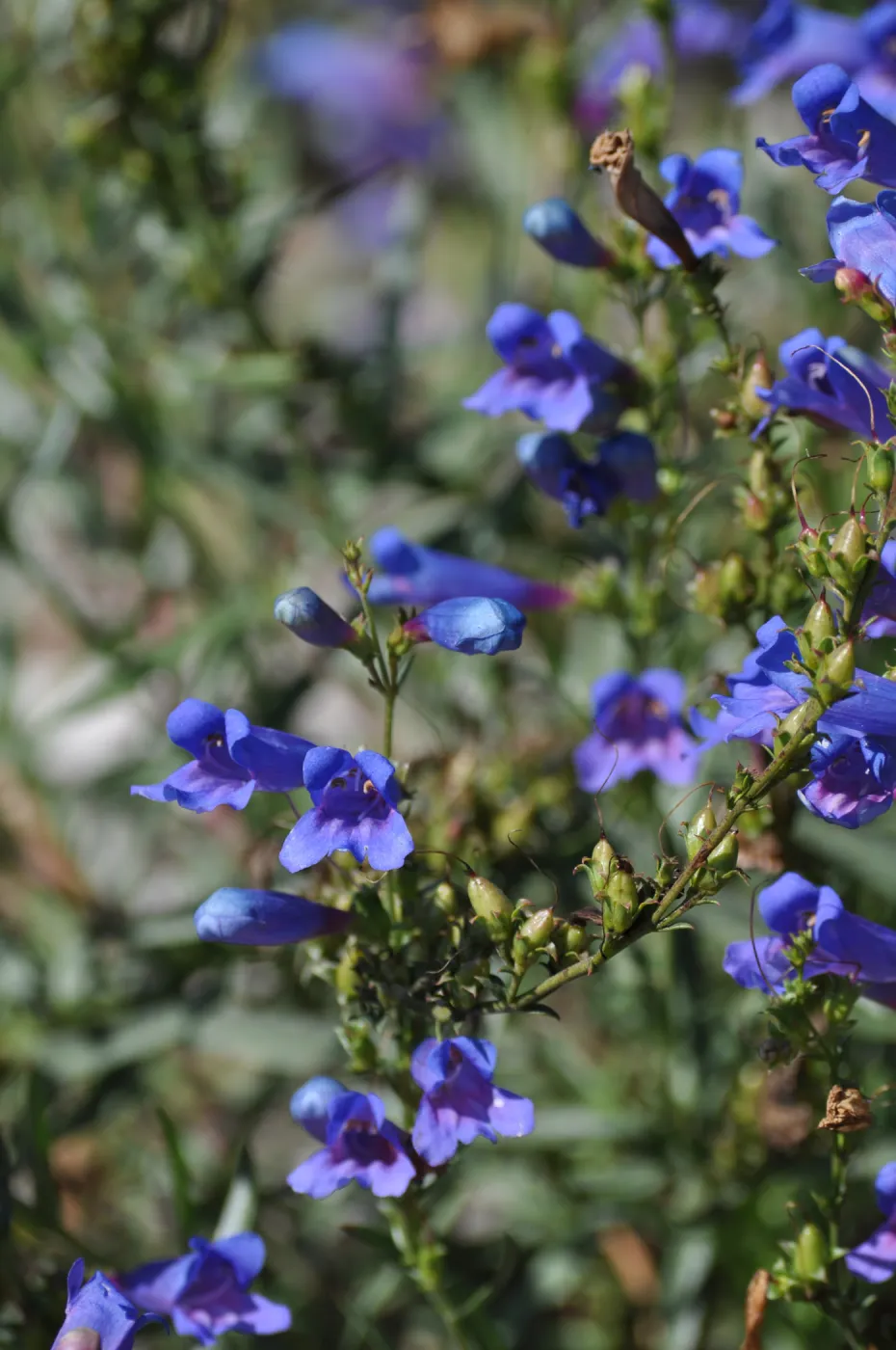 Penstemon heterophyllus 'Dara's Blue'