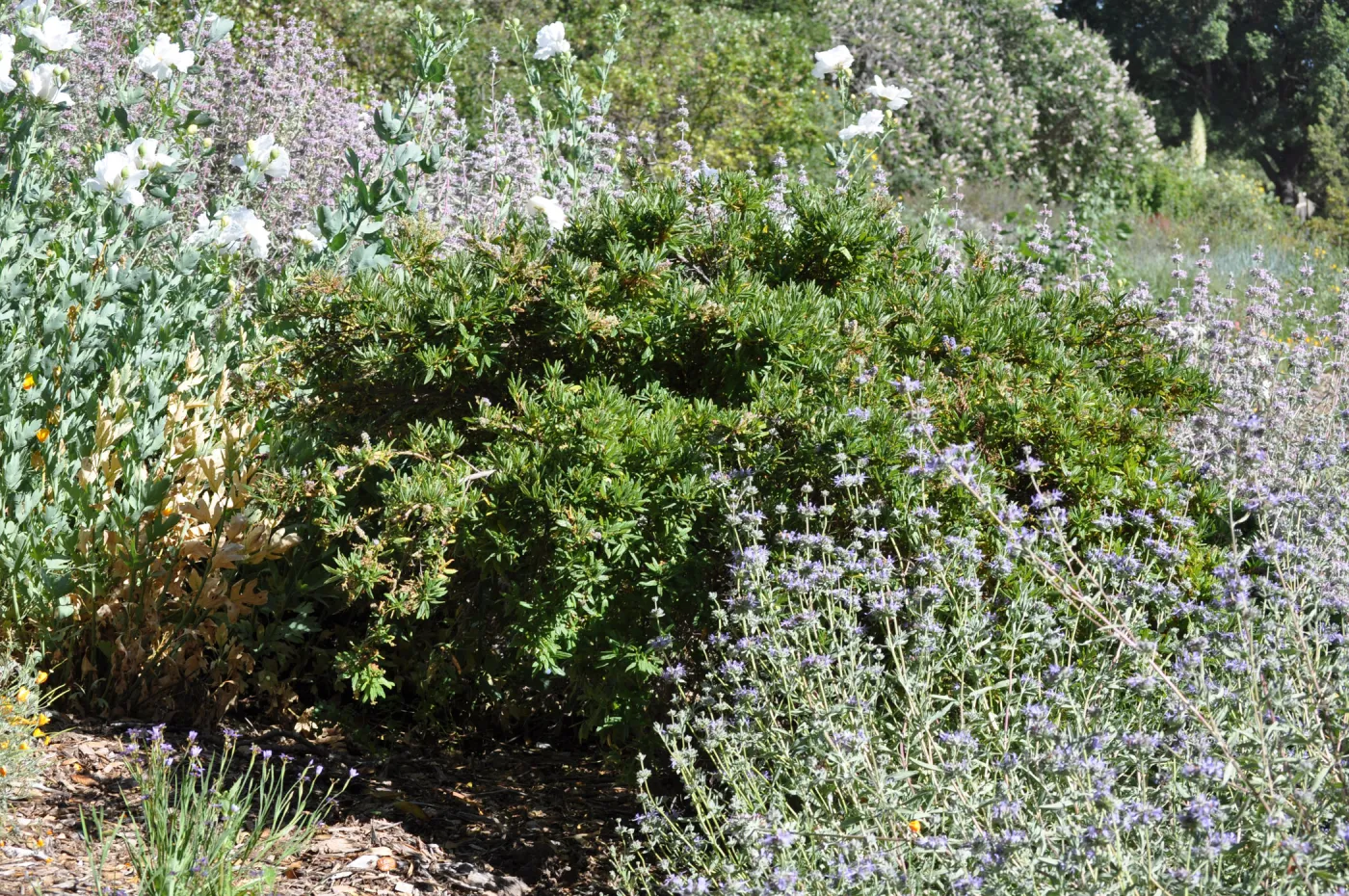 Ceanothus 'Wheeler Canyon'