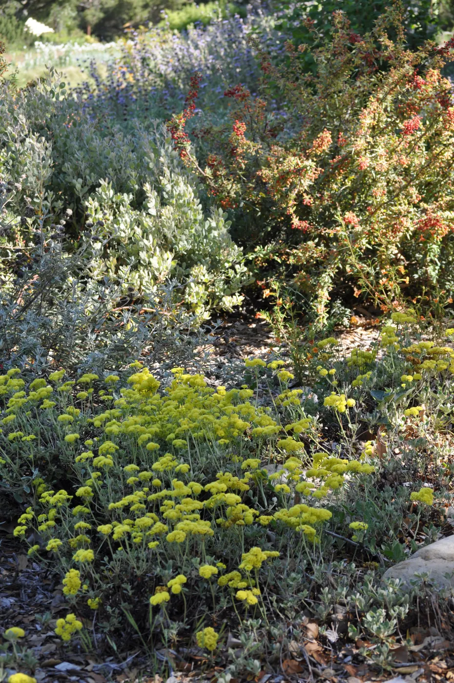 Eriogonum 'Shasta Sulpher'