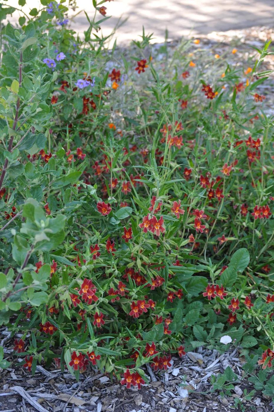 Mimulus Jesusita Phoenix