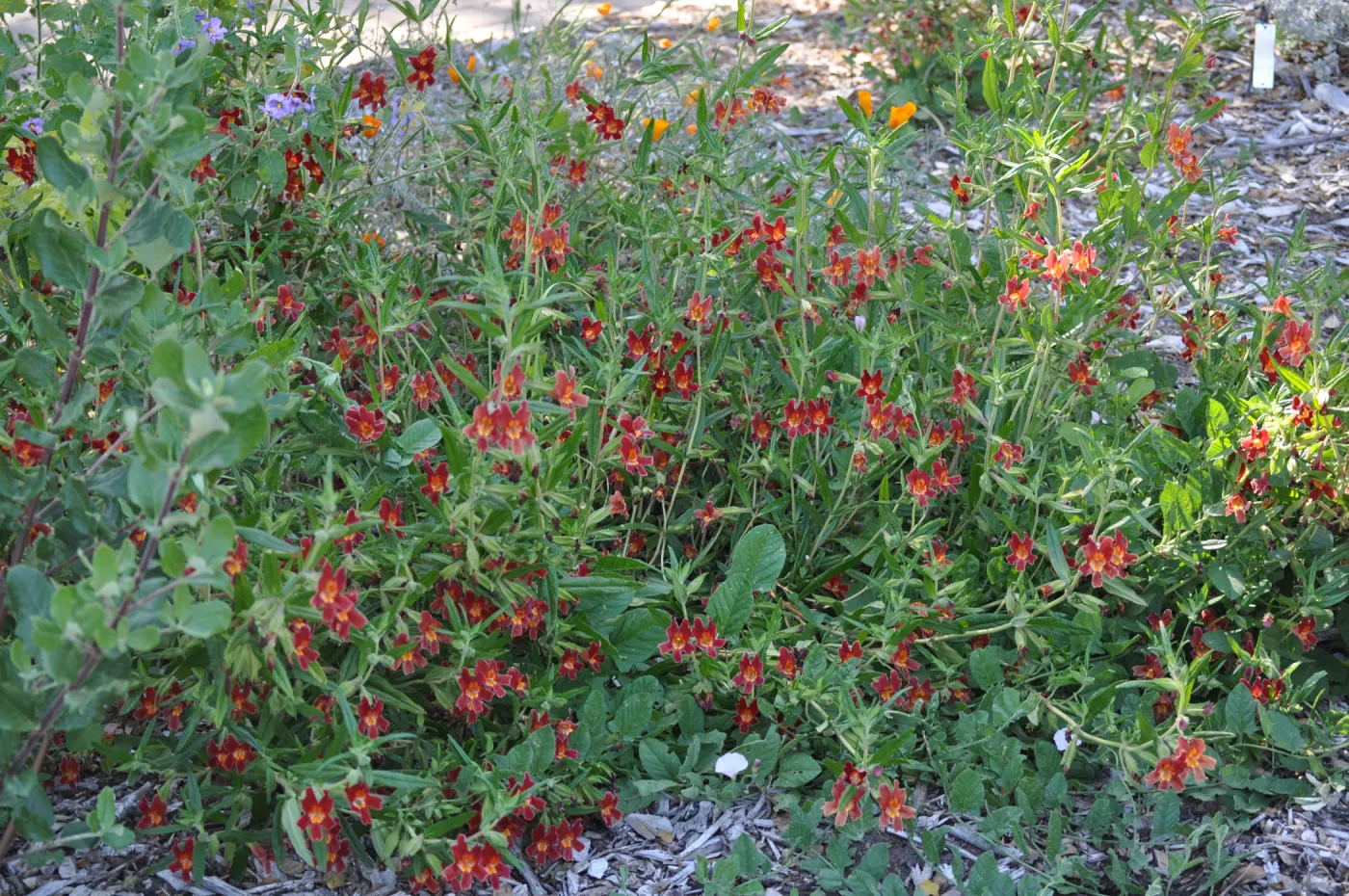 Mimulus Jesusita Phoenix