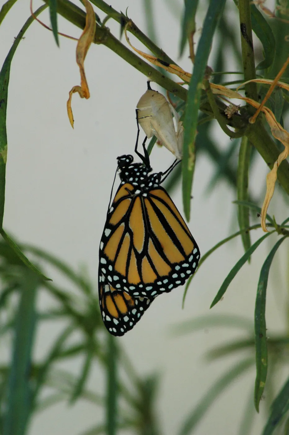 Monarch butterfly emergence, milkweed