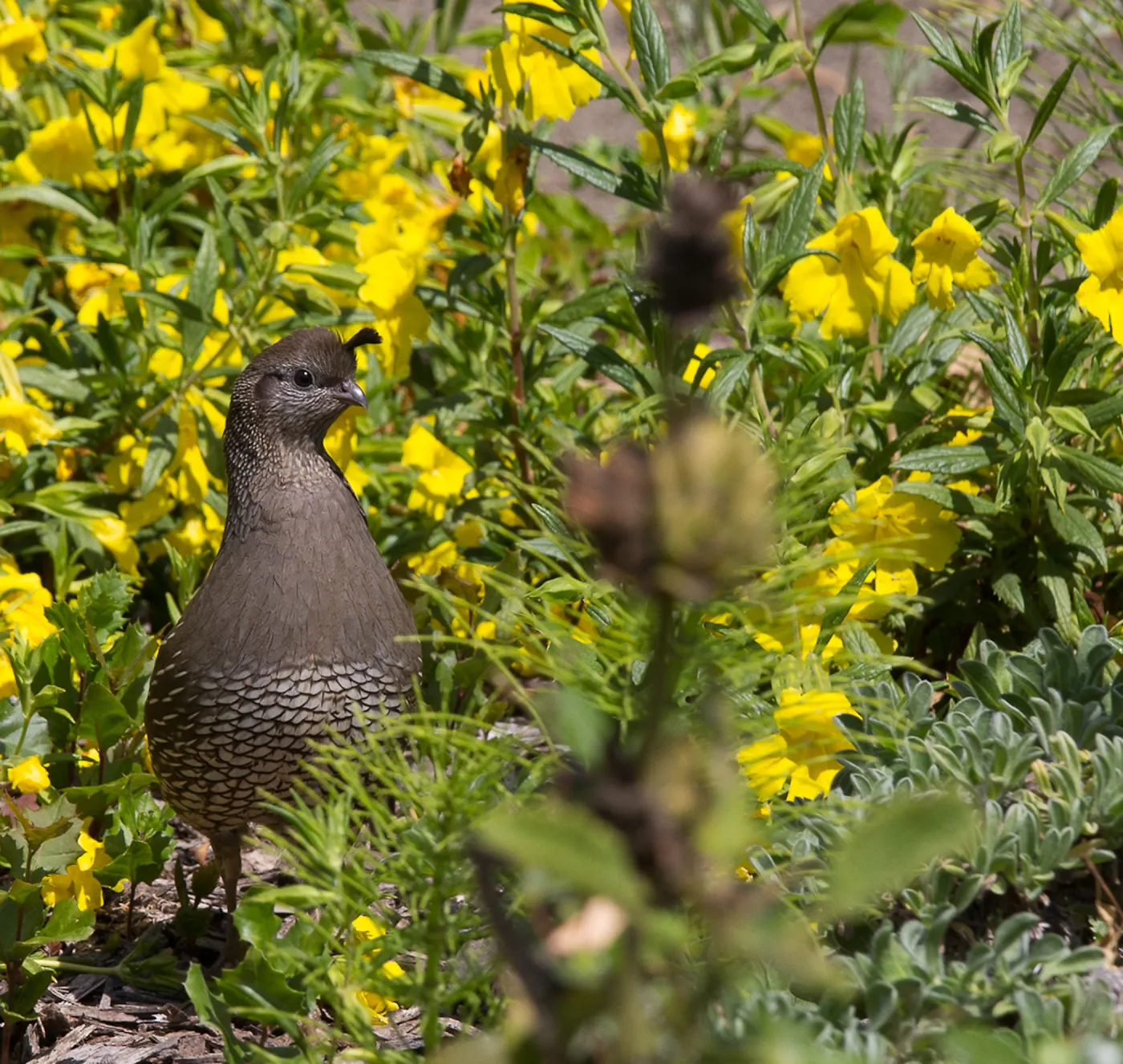 California Quail, yellow monkey flower, SBBG Meadow, SBBG Photo Contest 2013
