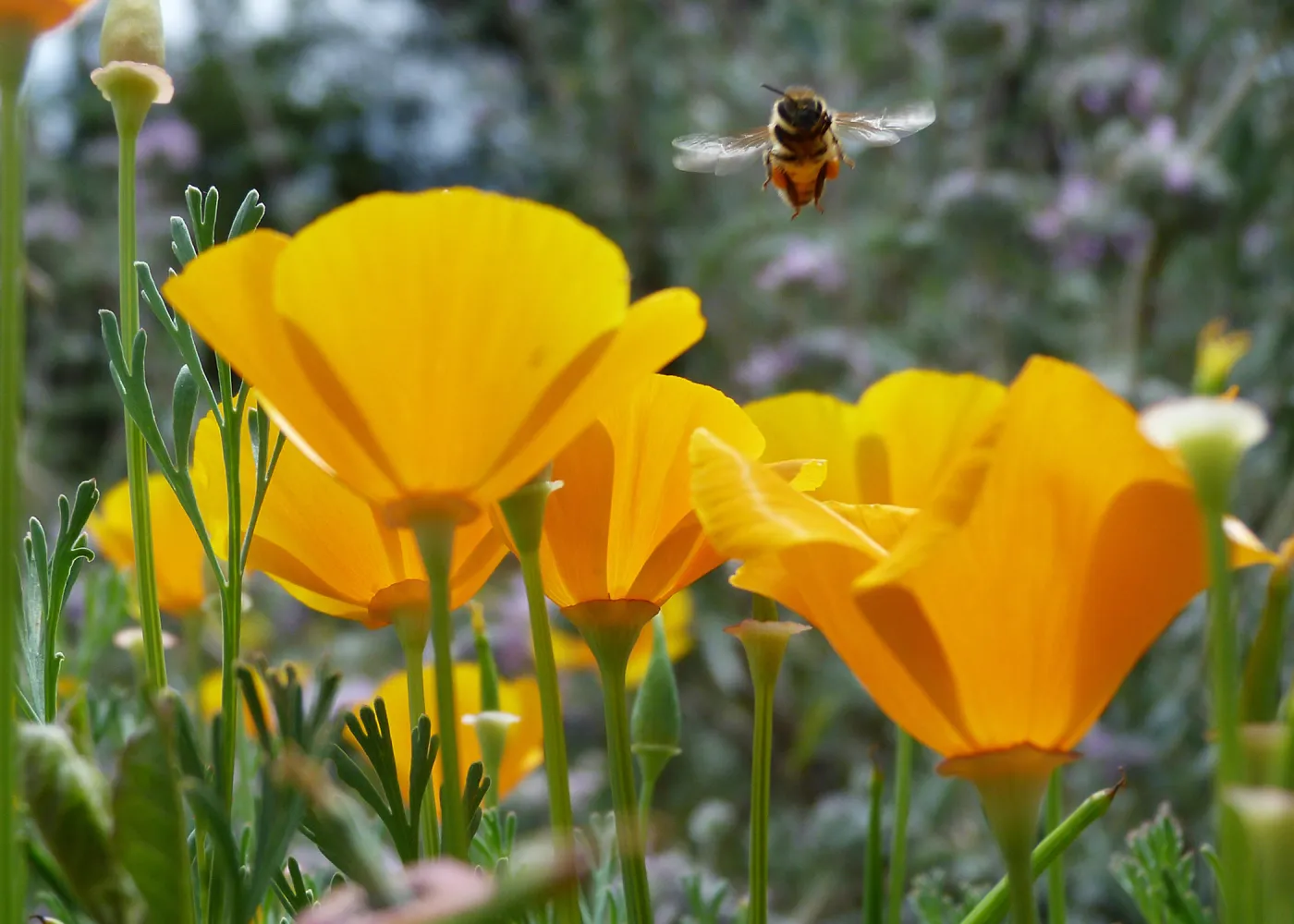 Honeybee visiting California poppies, hovering, SBBG Photo Contest 2013, 3rd place