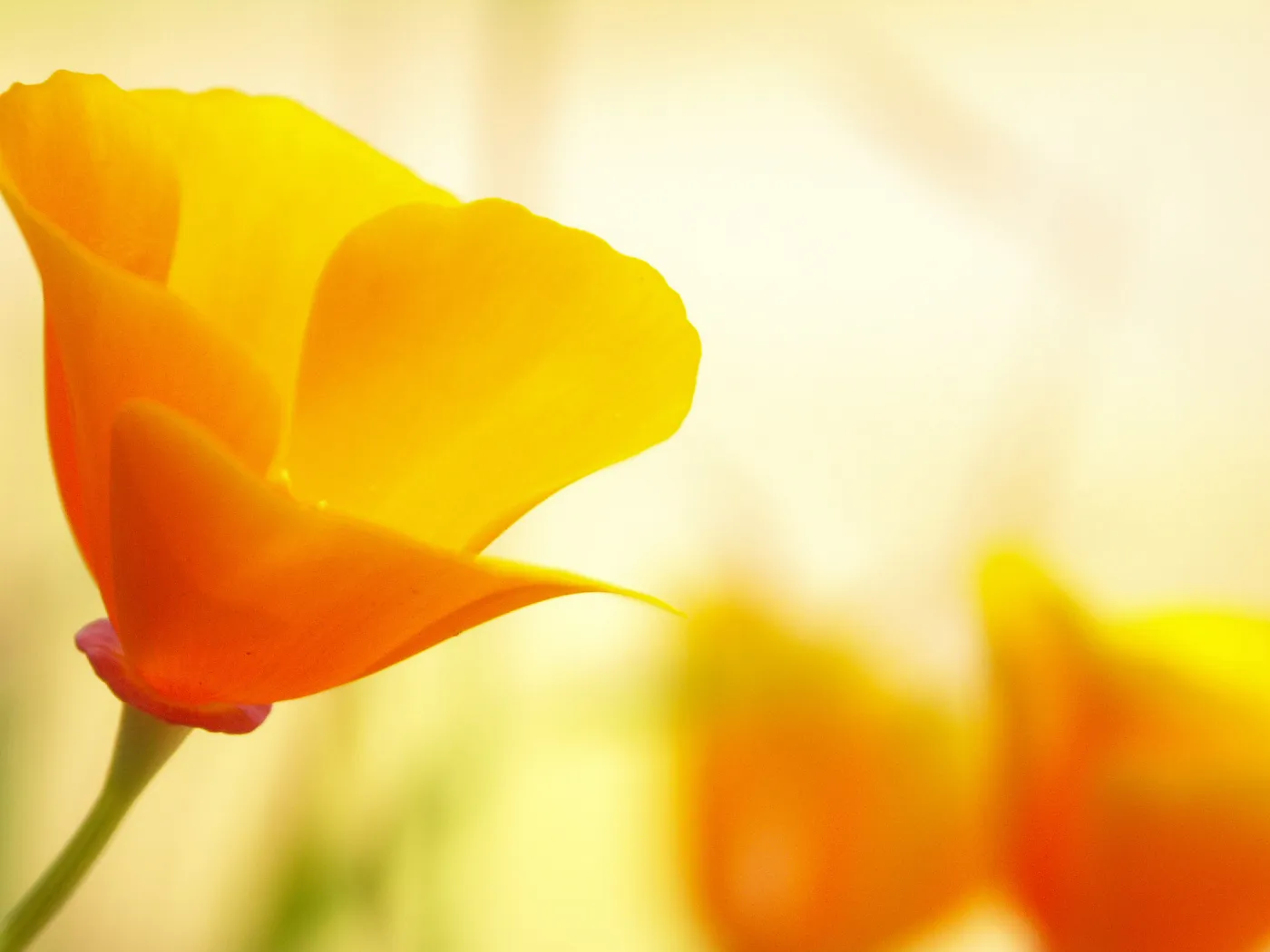 California poppies, SBBG Photo Contest 2013, honorable mention