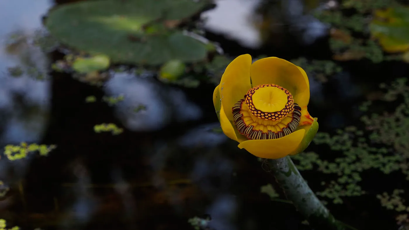 Nuphar flower in the Meadow Pond, SBBG Photo Contest 2013, honorable mention