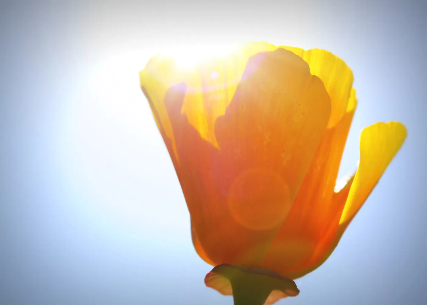 California Poppy at the Garden, SBBG Photo Contest 2013