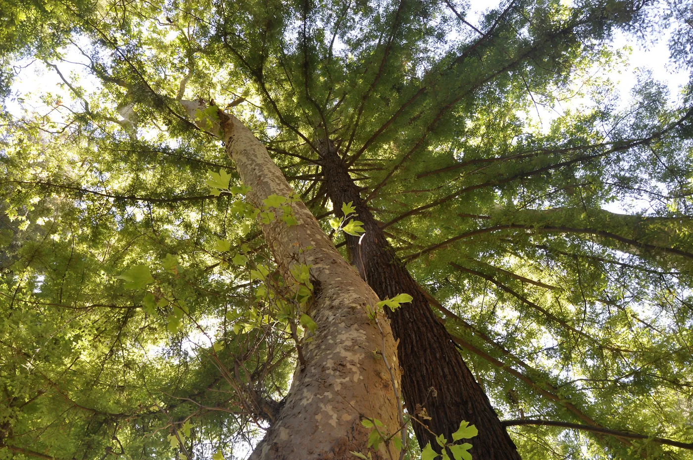 Sycamore and Coast Redwood trees at SBBG, SBBG Photo Contest 2013 