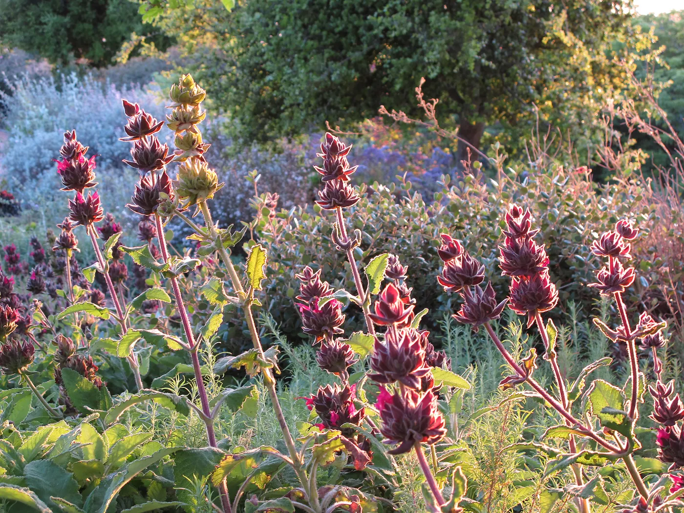 Hummingbird sage, Salvia spathacea, SBBG Photo Contest 2013