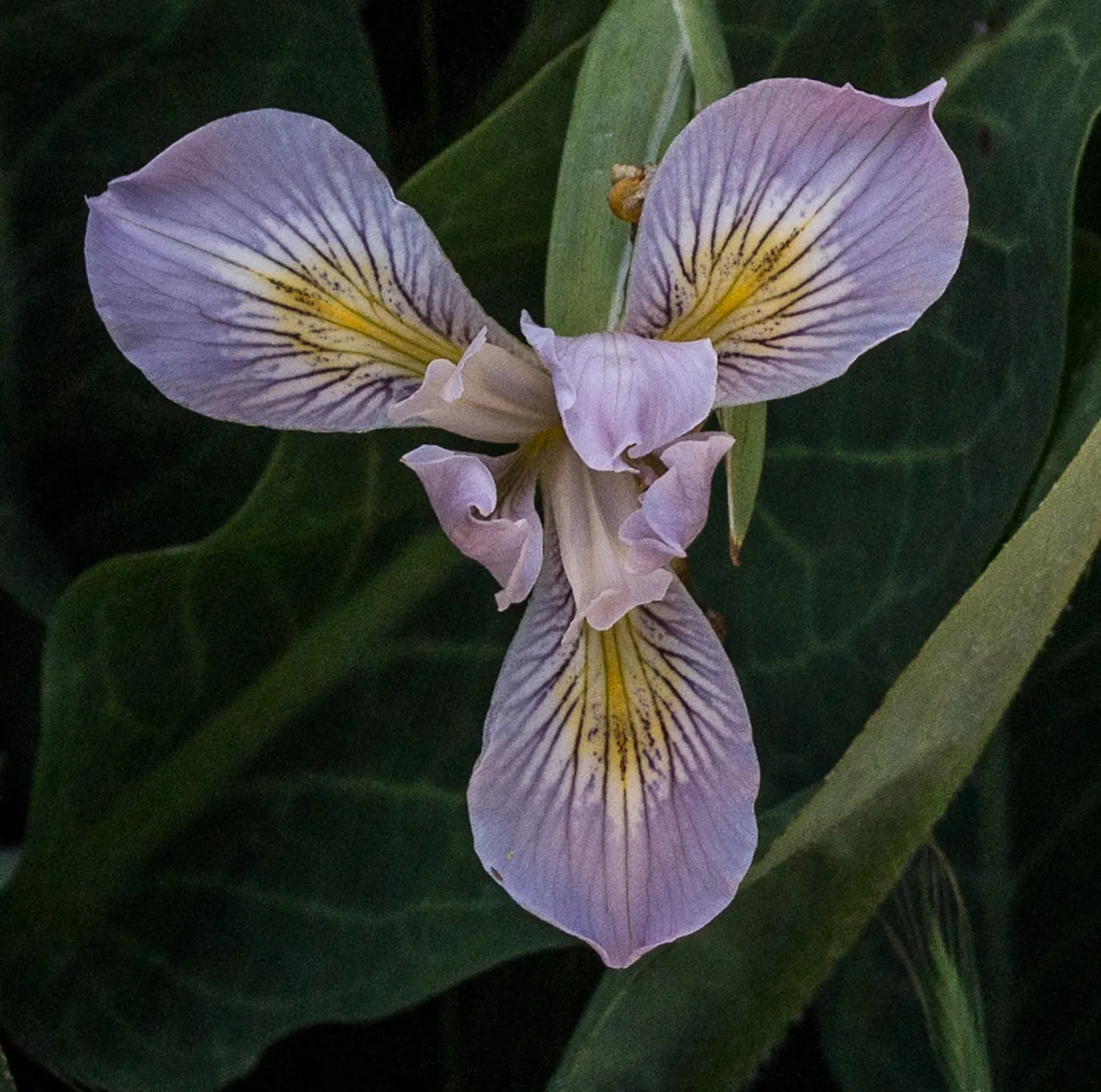native Iris at SBBG, SBBG Photo Contest 2013
