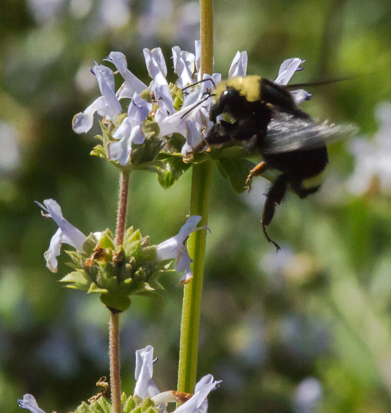 large bumblebee visiting salvia (Sage) flowers, SBBG Photo Contest 2013