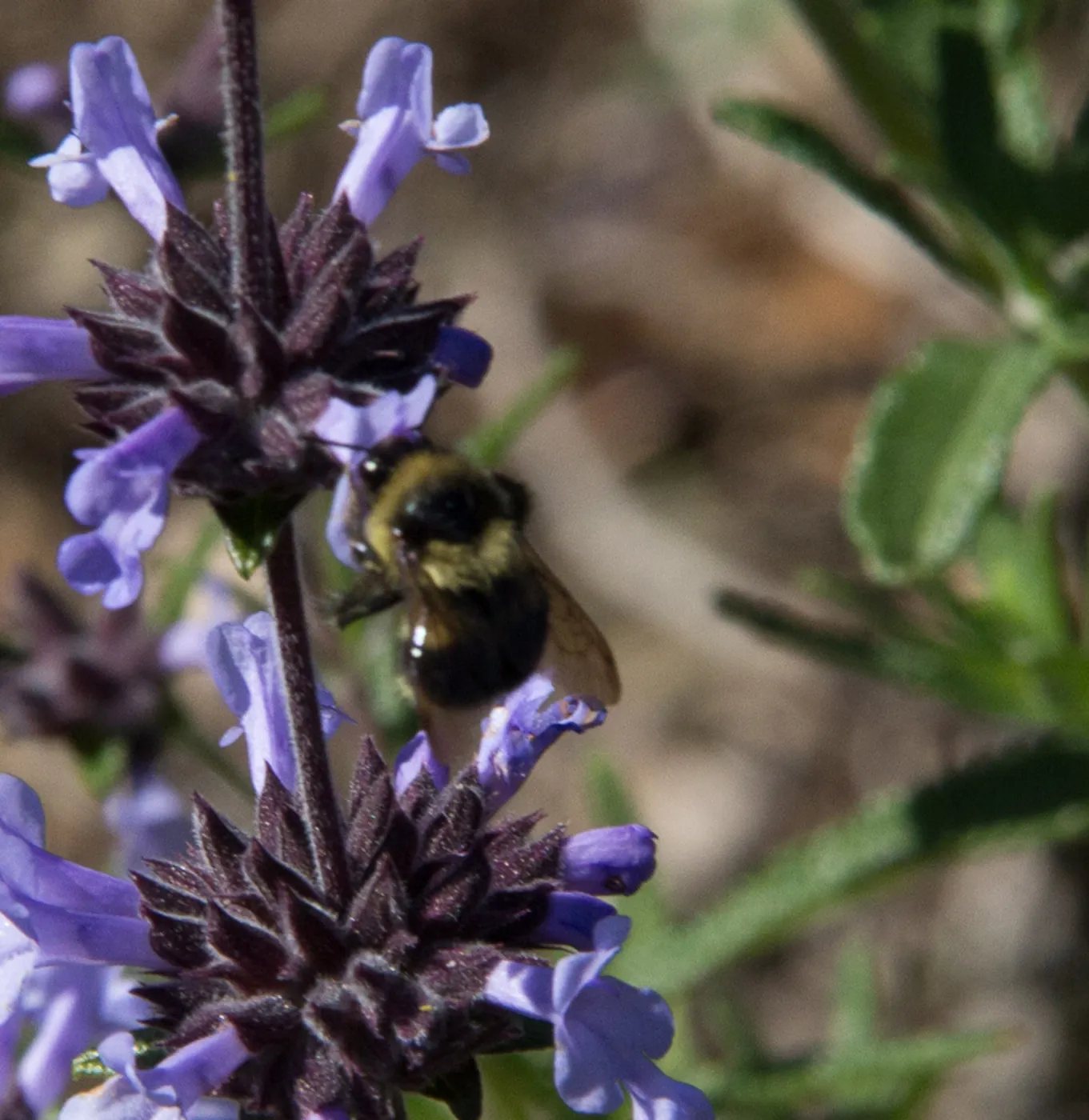 Bumblebee on Salvia (sage) , SBBG Photo Contest 2013