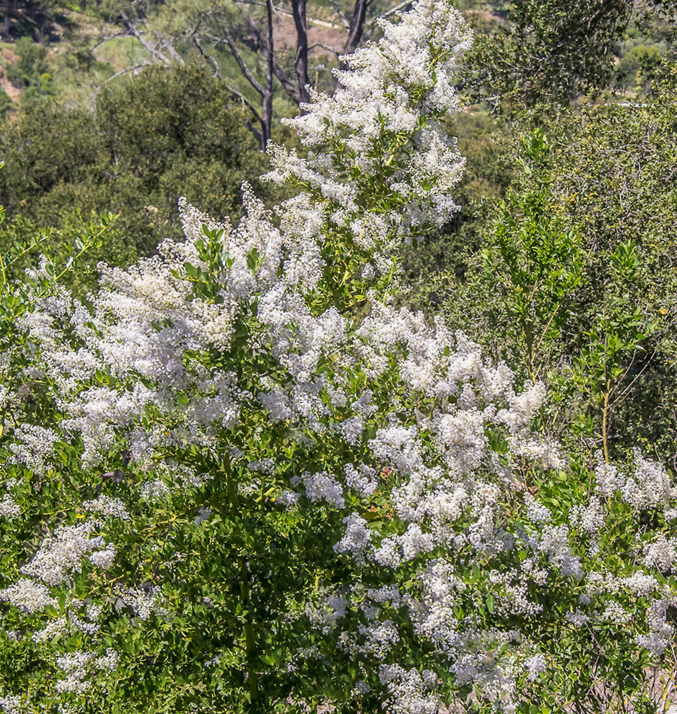Cascading Ceanothus (California Lilac) on the Porter Trail, SBBG Photo Contest 2013