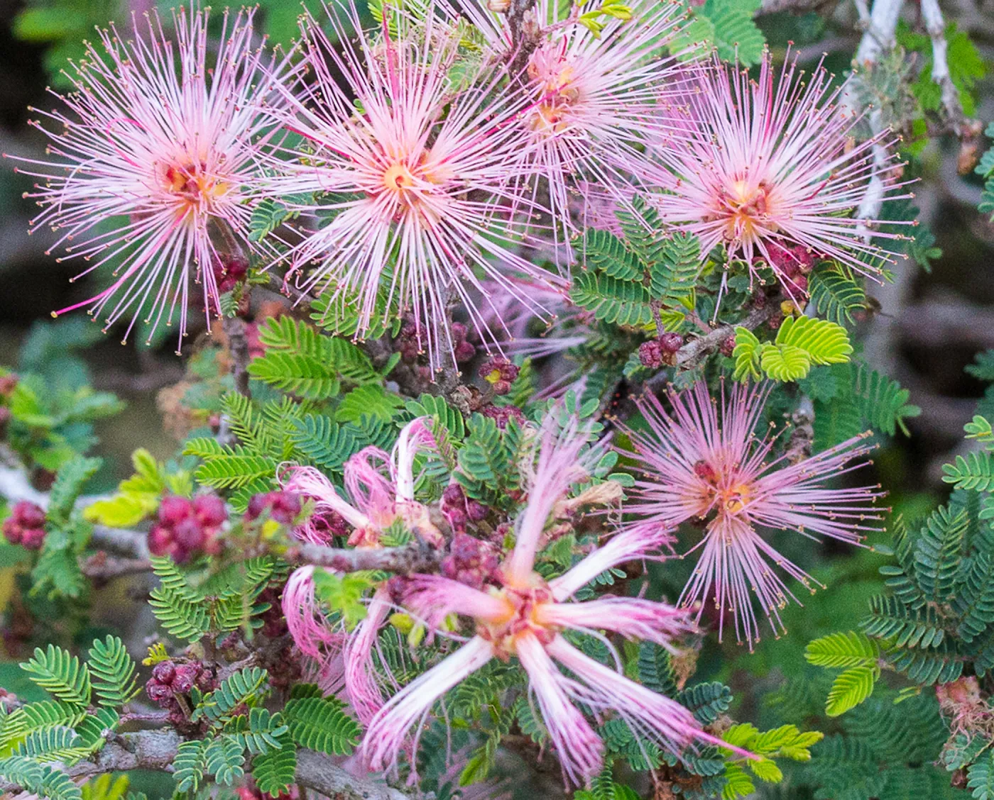 Fairy duster flowers in the Desert Section at SBBG, SBBG Photo Contest 2013