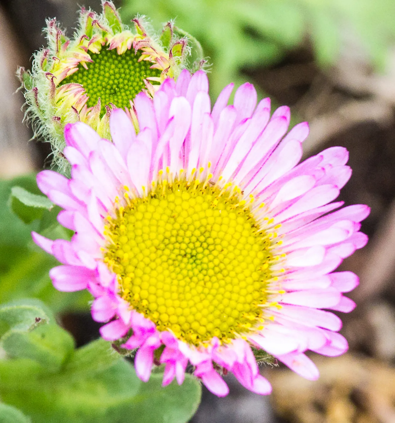 pink Erigeron flower on the Meadow path, SBBG Photo Contest 2013