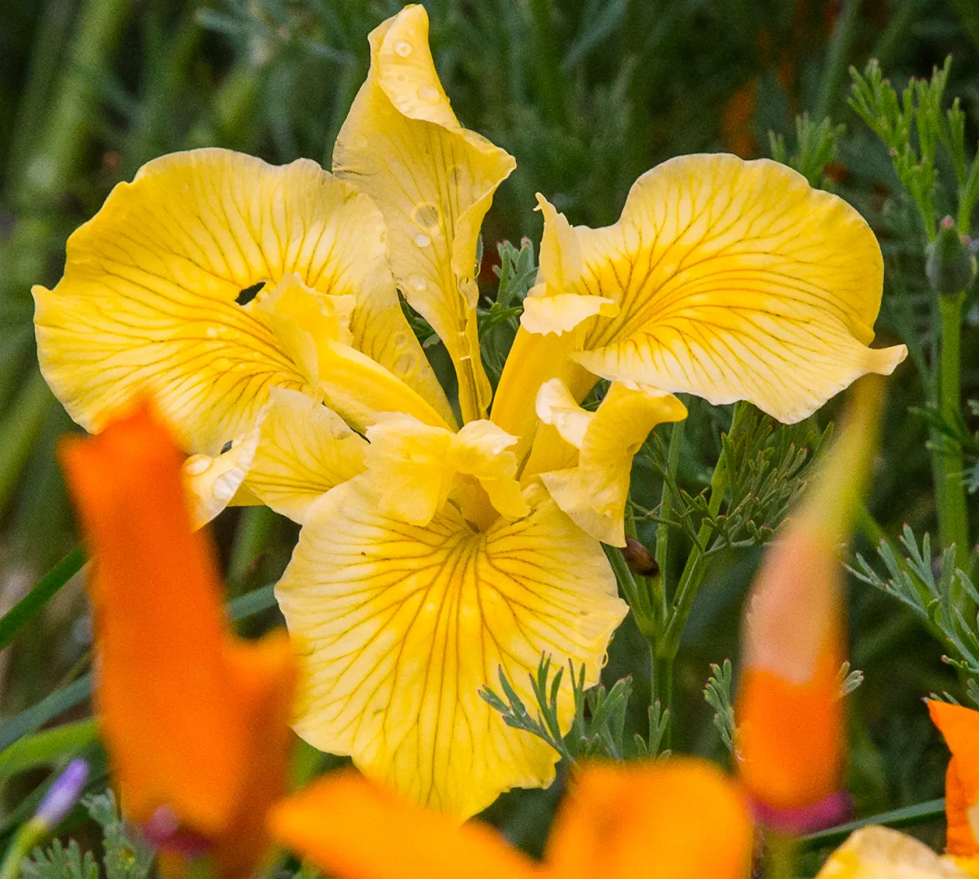 Yellow native Iris at SBBG, SBBG Photo Contest 2013