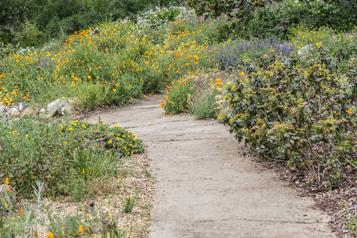 Meadow path at SBBG, SBBG Photo Contest 2013