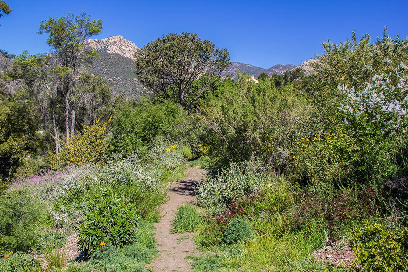 PorterTrail, La Cumbre Peak, SBBG Photo Contest 2013