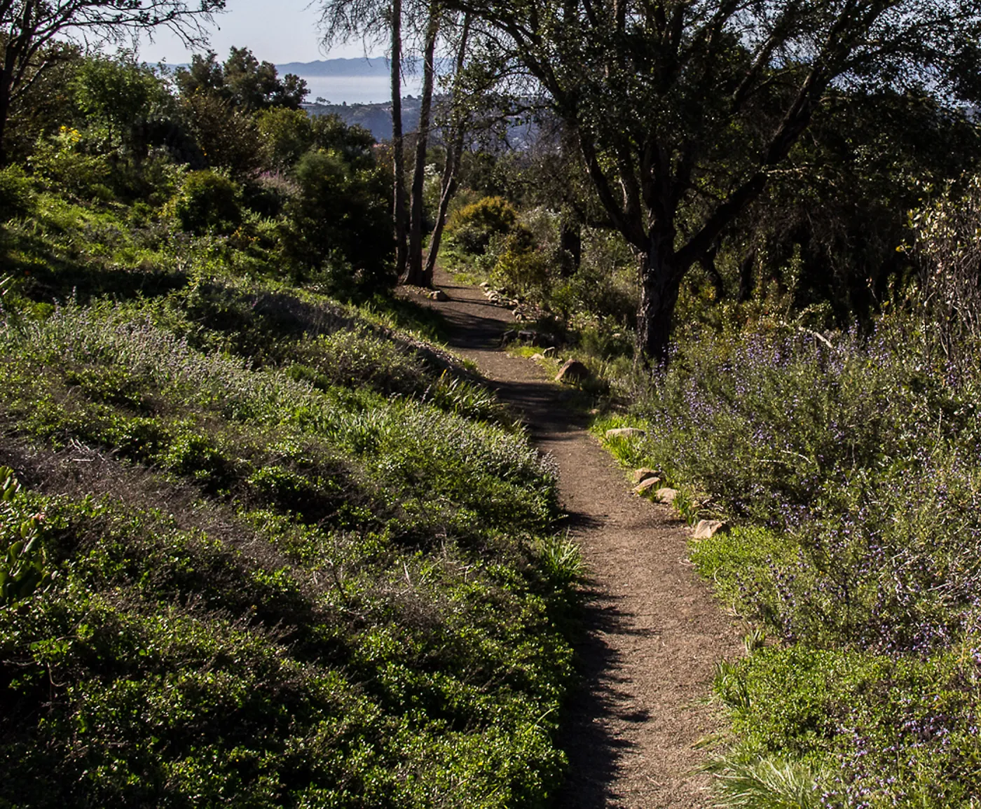 Porter Trail, view to Santa Cruz Island, SBBG Photo Contest 2013