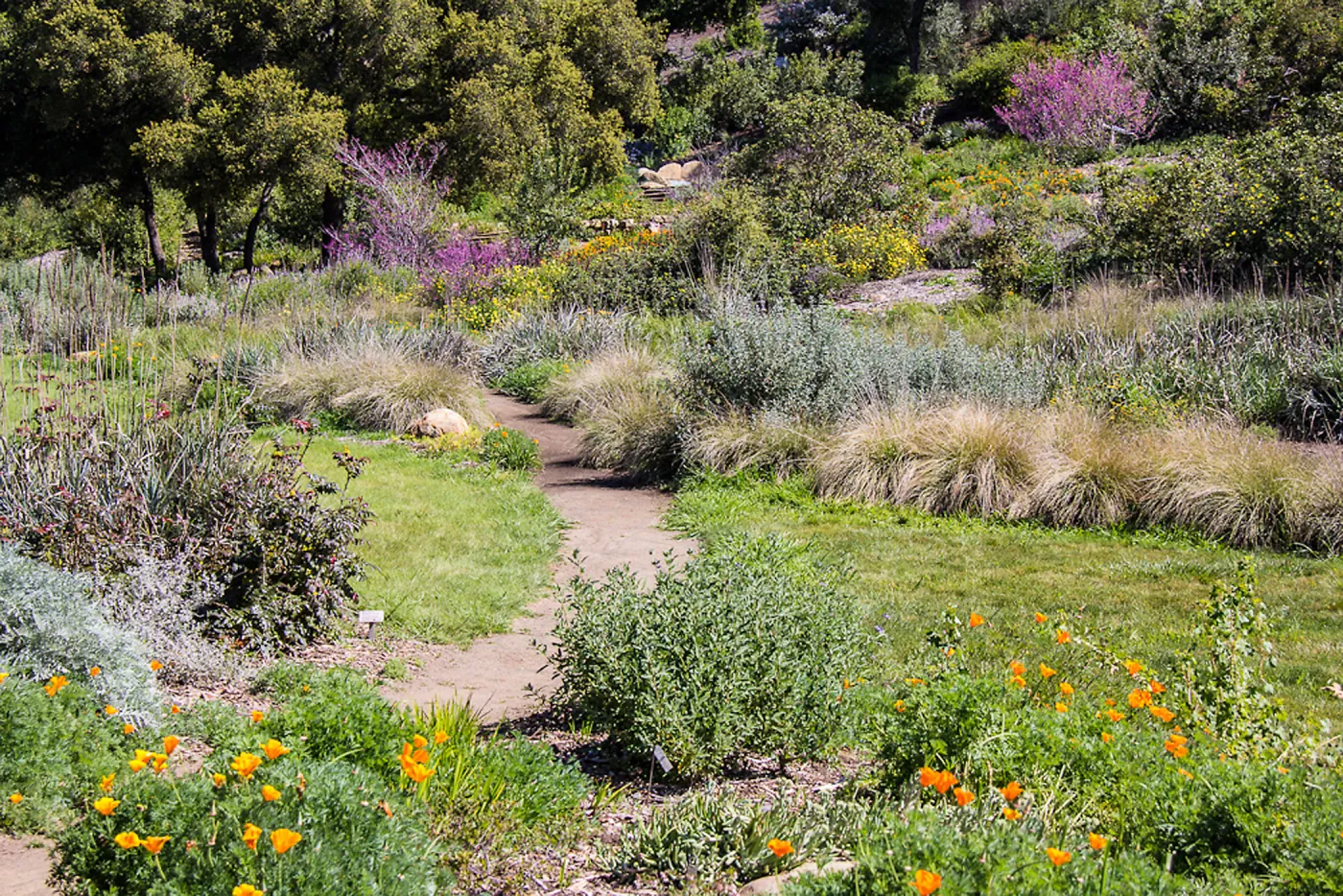 Meadow path in spring, SBBG Photo Contest 2013