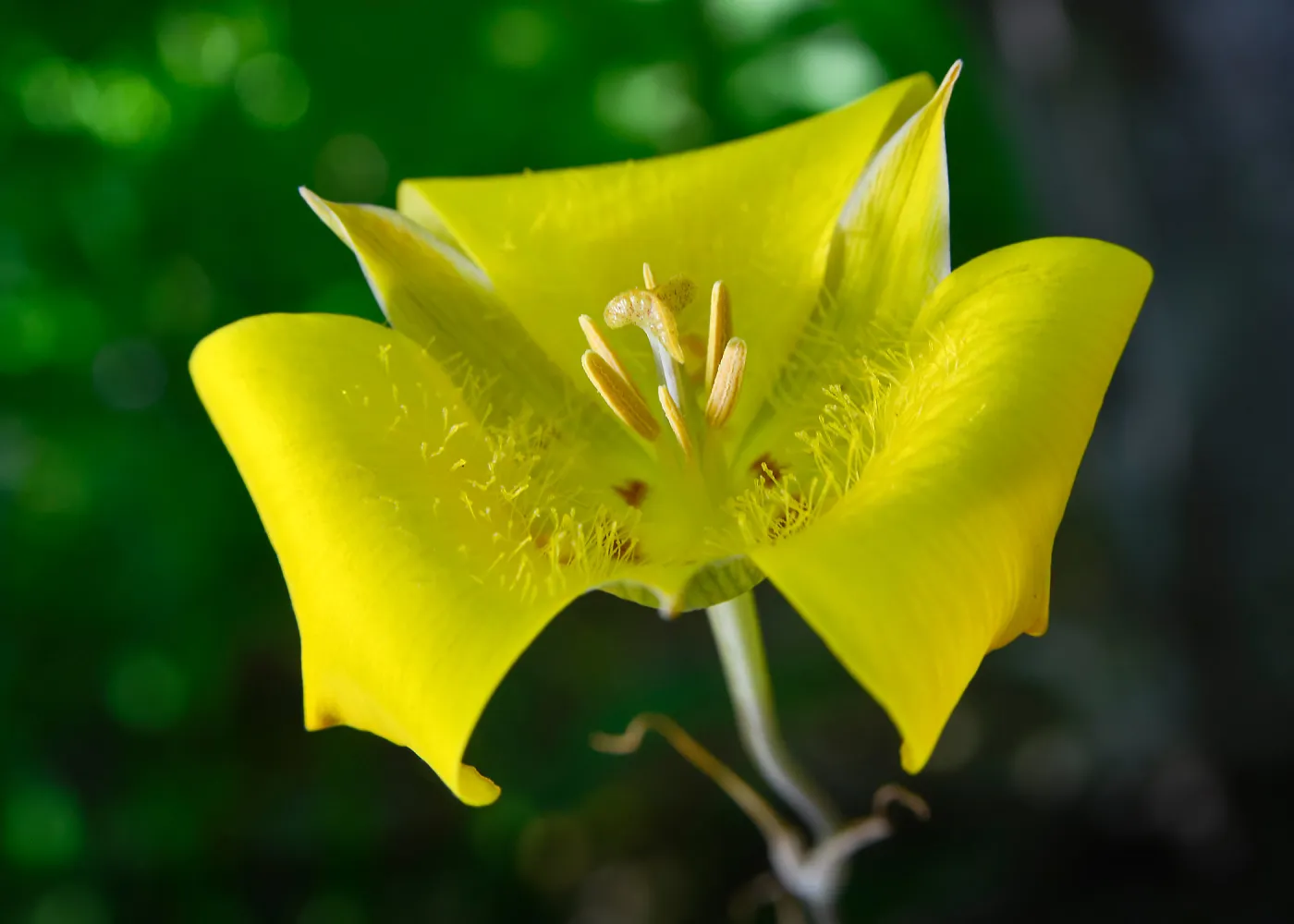 yellow Calochortus, SBBG Photo Contest 2013