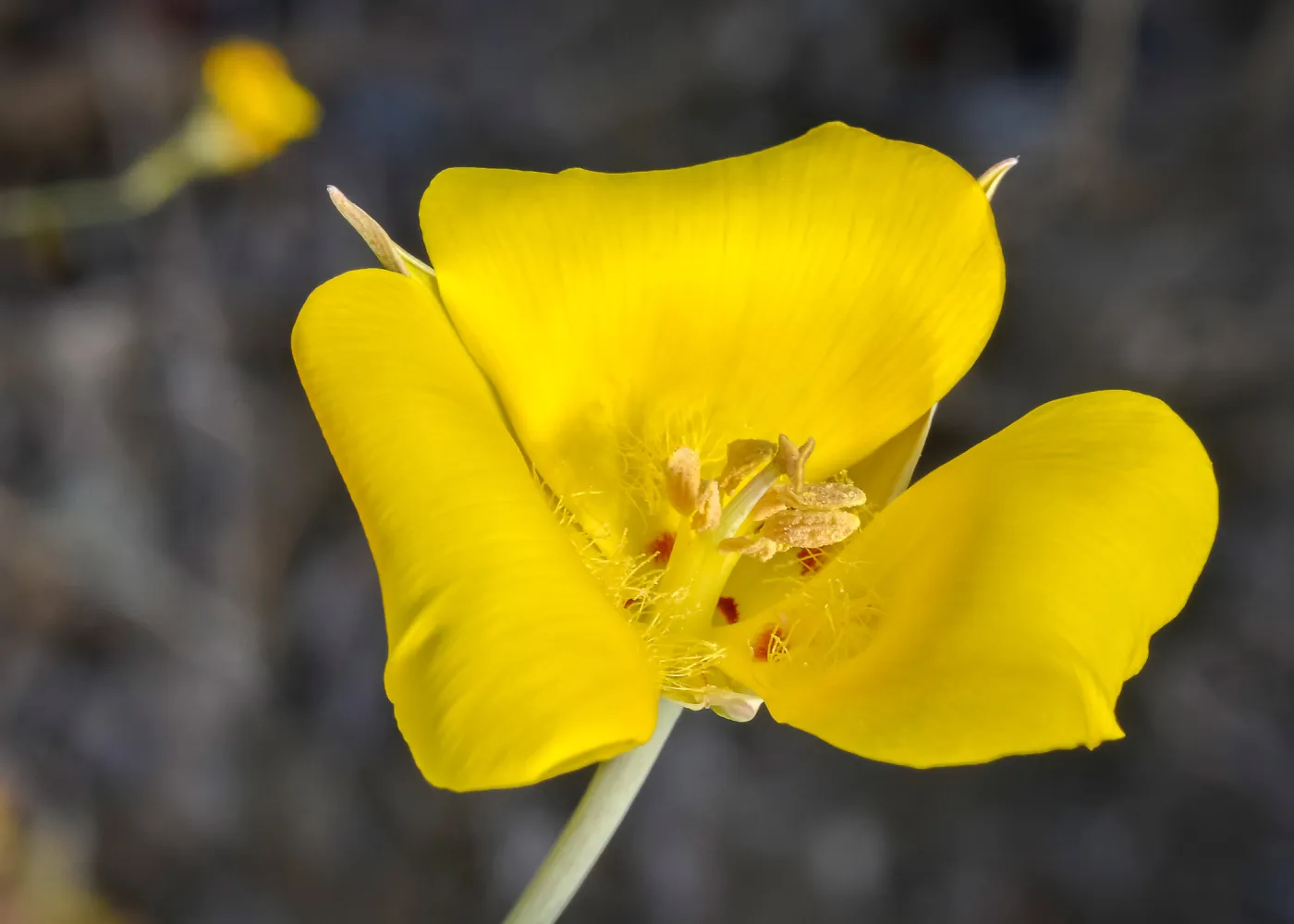 yellow Calochortus, SBBG Photo Contest 2013