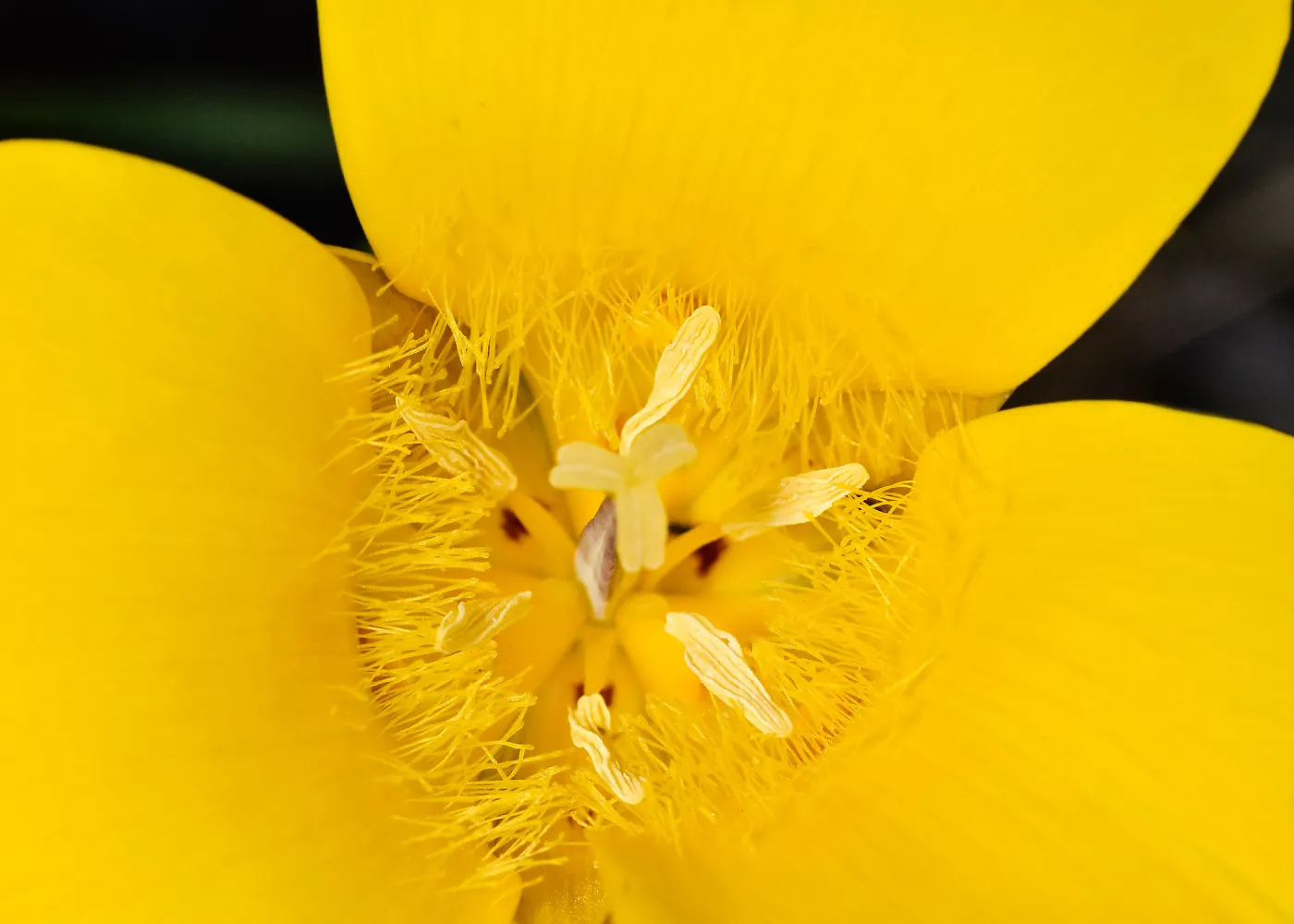 yellow Calochortus, SBBG Photo Contest 2013