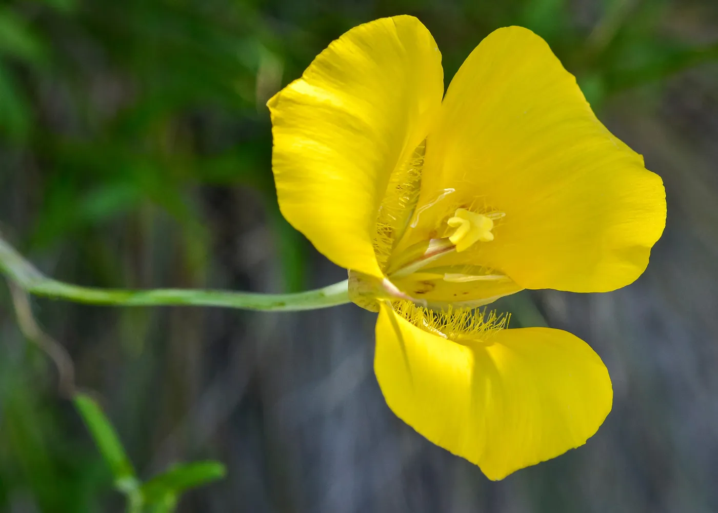 yellow Calochortus, SBBG Photo Contest 2013