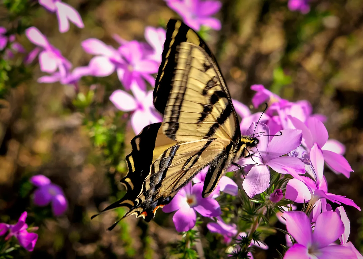 Swallowtail butterfly visiting prickly phlox, SBBG Photo Contest 2013